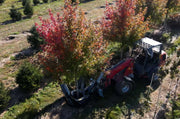 Baumalight DR444 - D001566 Industrial Skid Steer Tree Spade - Landboss