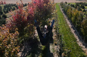 Baumalight DR444 - D003429 Industrial Skid Steer Tree Spade - Landboss